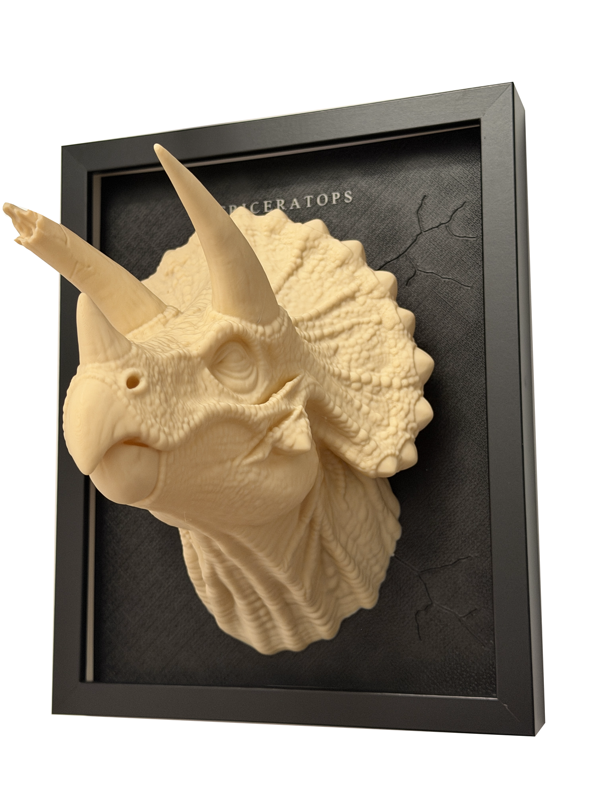 Real Triceratops relief, left side view showing the depth, asymmetric horns and dark panel with decorative cracks.