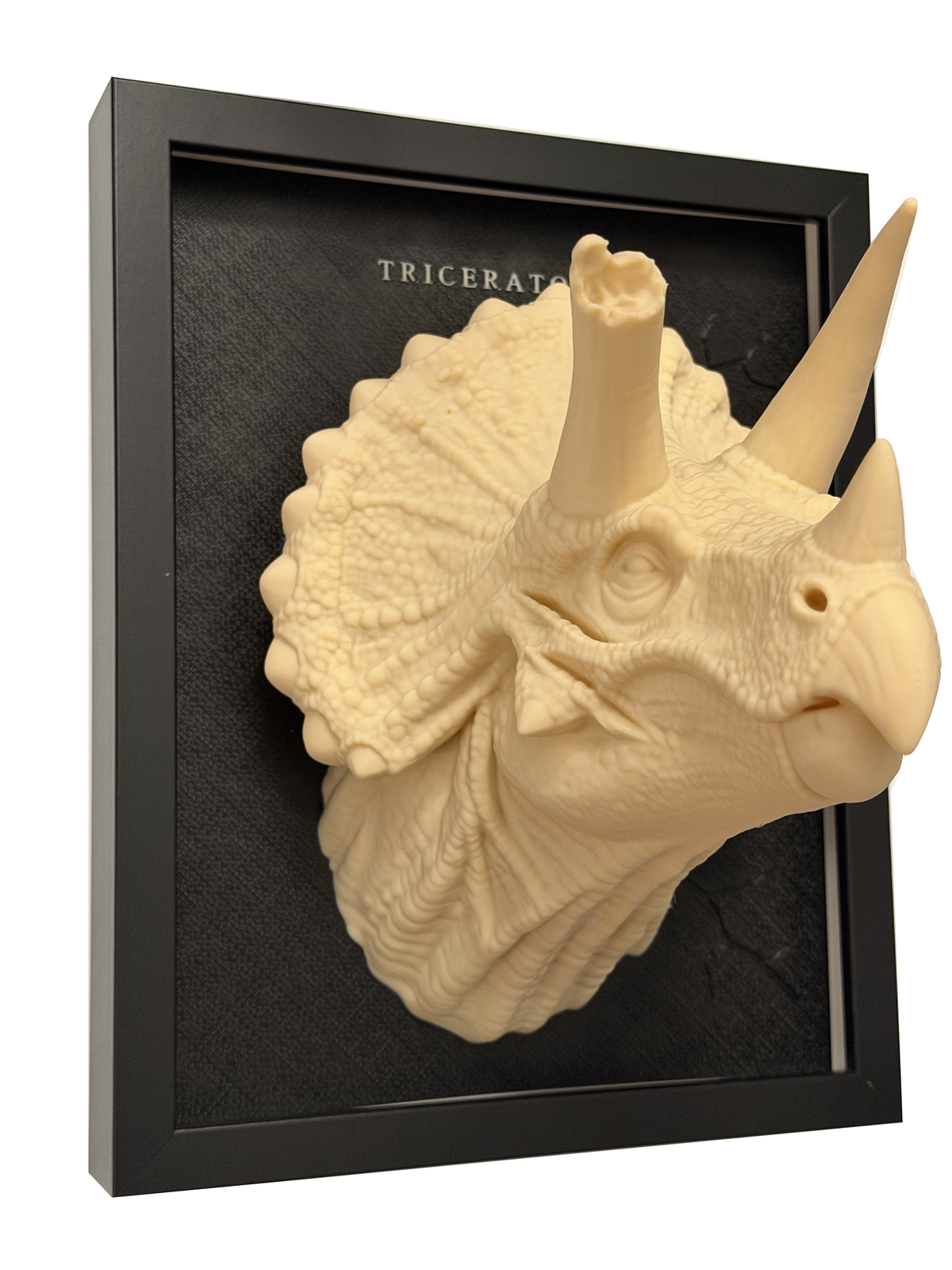 Real Triceratops relief, right side view showing the sculpted texture, projecting horns and complete black frame.